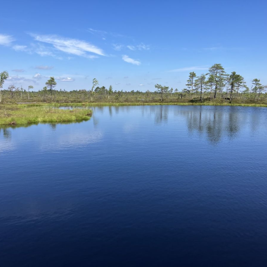 Clouds and trees reflected in the water surface of a marsh.